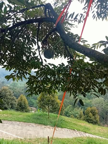 Agricultural Land for Sale in Rasa (Selangor) - Liza Khalid - PropertyGuru.com.my