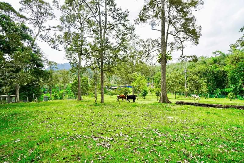 Tanah Pertanian untuk Dijual di Raub (Pahang) - Izzaza Izzati - Garden - PropertyGuru.com.my