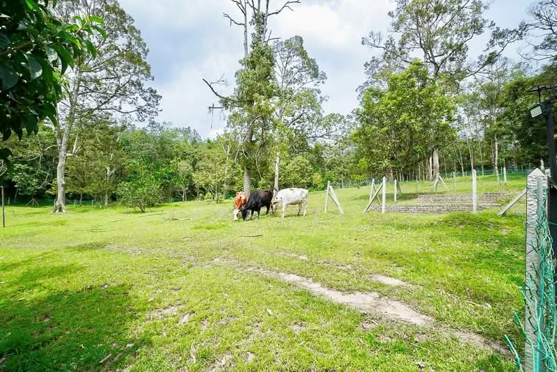 Tanah Pertanian untuk Dijual di Raub (Pahang) - Izzaza Izzati - Garden - PropertyGuru.com.my