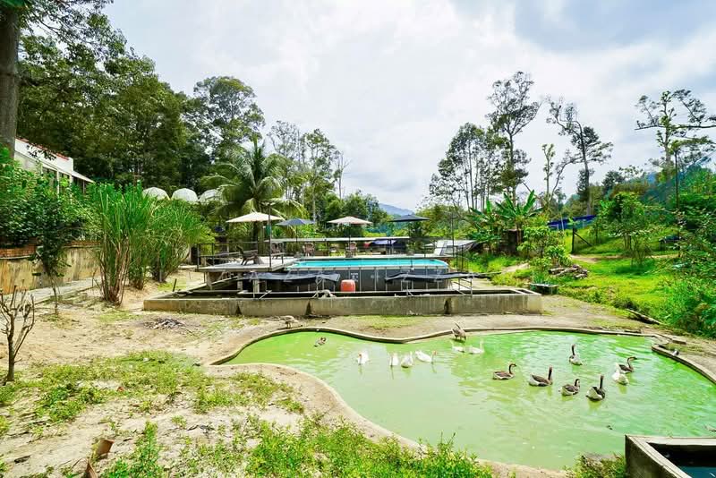Tanah Pertanian untuk Dijual di Raub (Pahang) - Izzaza Izzati - Pool - PropertyGuru.com.my