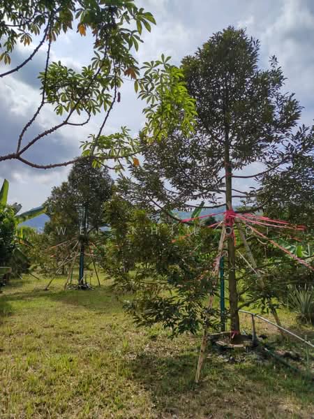 Tanah Pertanian untuk Dijual di Kulim (Kedah) - Swee Khim Ooi - Garden - PropertyGuru.com.my