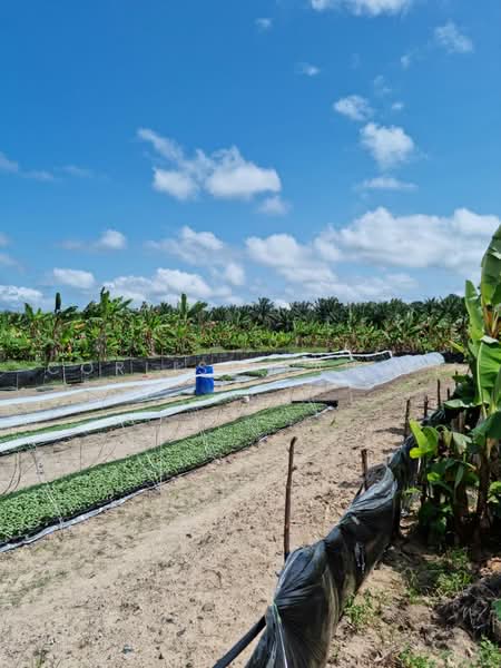 Agricultural Land for Sale in Kampung Jaya Gading (Kuantan) - Corliss Tan SY - PropertyGuru.com.my