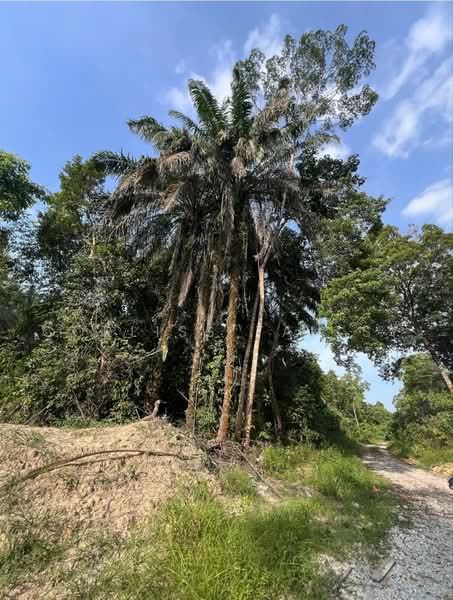 Agricultural Land for Sale in Kampung Batu Sawar (Kuantan) - Corliss Tan SY - PropertyGuru.com.my