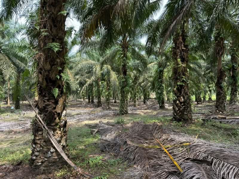 Tanah Pertanian untuk Dijual di Kota Tinggi (Johor) - KS Chin - PropertyGuru.com.my