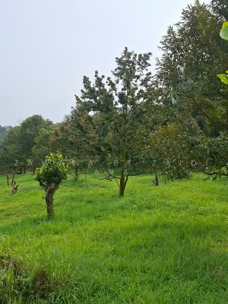 Agricultural Land for Sale in Batang Kali (Selangor) - Zawana BT Zaidi Ana - Garden - PropertyGuru.com.my