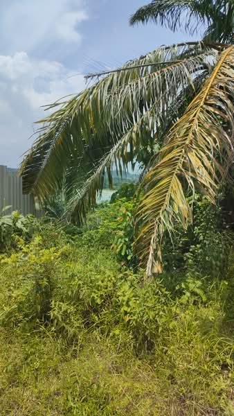 Tanah Pertanian untuk Dijual di Bestari Jaya (Selangor) - Alvin Wong - Exterior - PropertyGuru.com.my