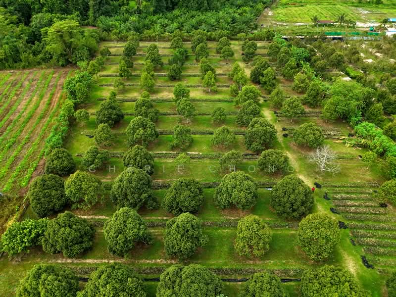 Agricultural Land for Sale in Lawin (Kuala Kangsar) - Cherie Chong - PropertyGuru.com.my