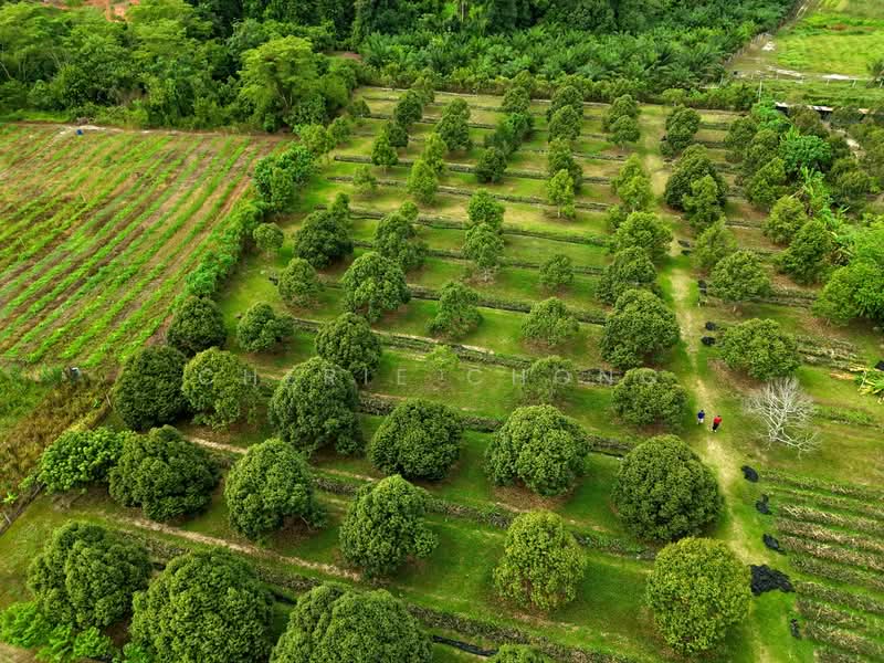 Agricultural Land for Sale in Lawin (Kuala Kangsar) - Cherie Chong - PropertyGuru.com.my