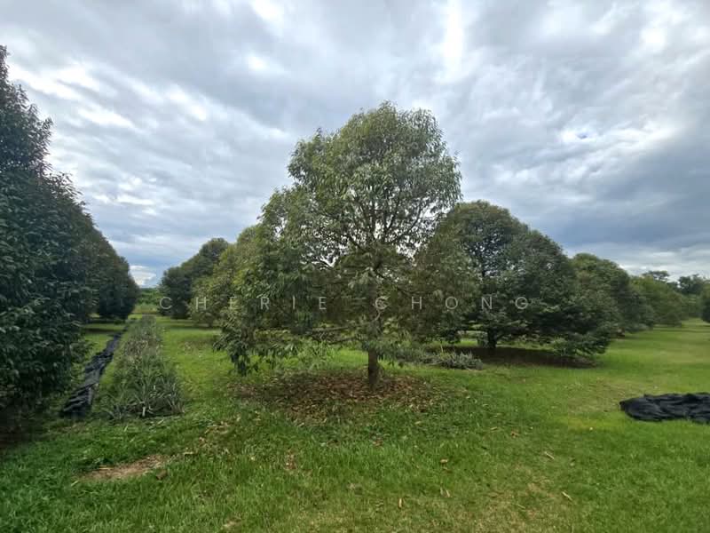 Agricultural Land for Sale in Lawin (Kuala Kangsar) - Cherie Chong - PropertyGuru.com.my