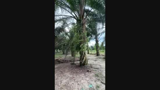 Agricultural Land for Sale in Sungai Siput (Perak) - Gary Tang - PropertyGuru.com.my