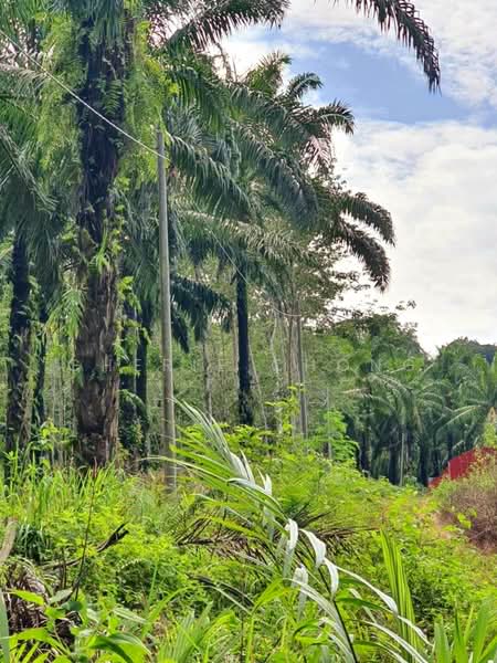 Agricultural Land for Sale in Taman Jalong Baru (Sungai Siput) - Cherie Chong - PropertyGuru.com.my
