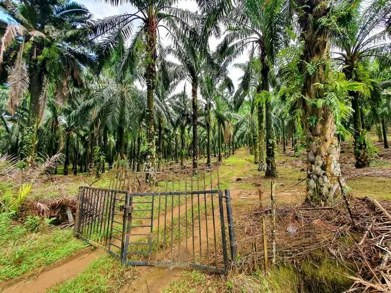Agricultural Land for Sale in Taman Jalong Baru (Sungai Siput) - Cherie Chong - PropertyGuru.com.my