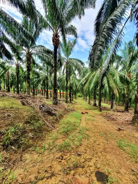 Agricultural Land for Sale in Taman Jalong Baru (Sungai Siput) - Cherie Chong - PropertyGuru.com.my