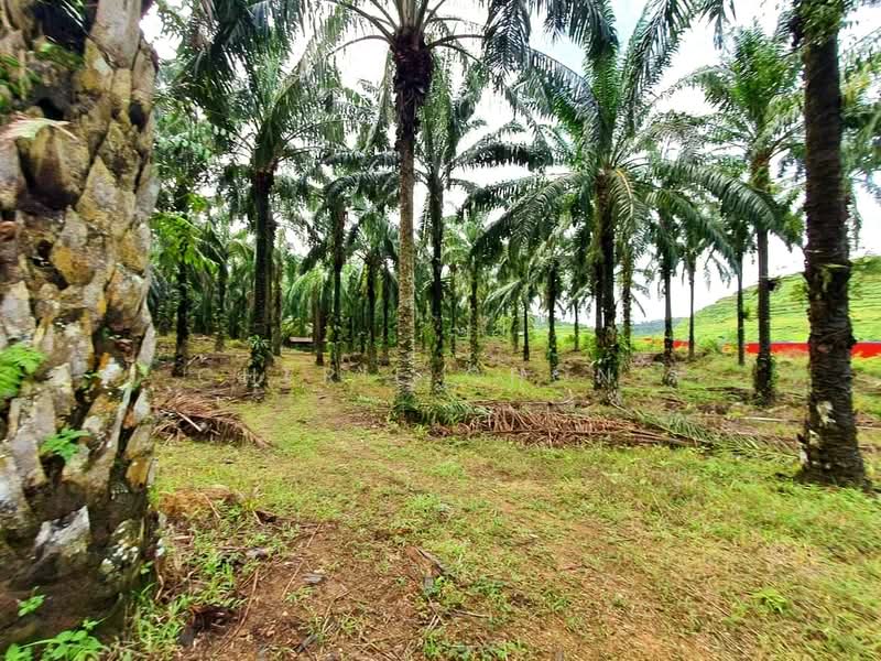 Agricultural Land for Sale in Taman Jalong Baru (Sungai Siput) - Cherie Chong - PropertyGuru.com.my