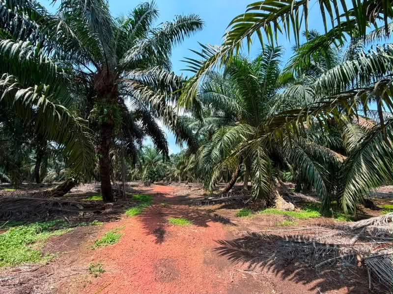 Tanah Pertanian untuk Dijual di Ayer Baloi (Johor) - Eva Yeo - Garden - PropertyGuru.com.my