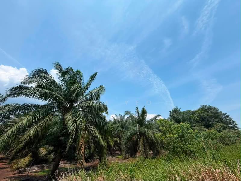Tanah Pertanian untuk Dijual di Ayer Baloi (Johor) - Eva Yeo - Exterior - PropertyGuru.com.my