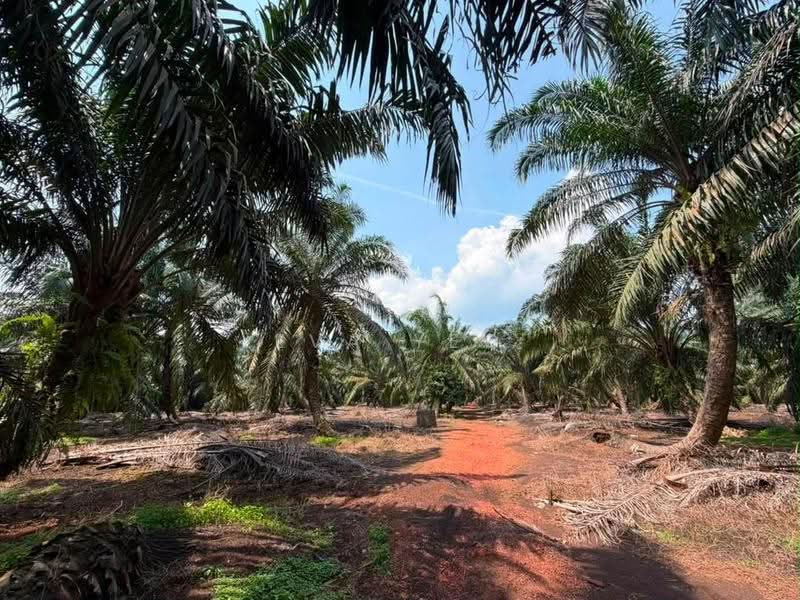 Tanah Pertanian untuk Dijual di Ayer Baloi (Johor) - Eva Yeo - Exterior - PropertyGuru.com.my