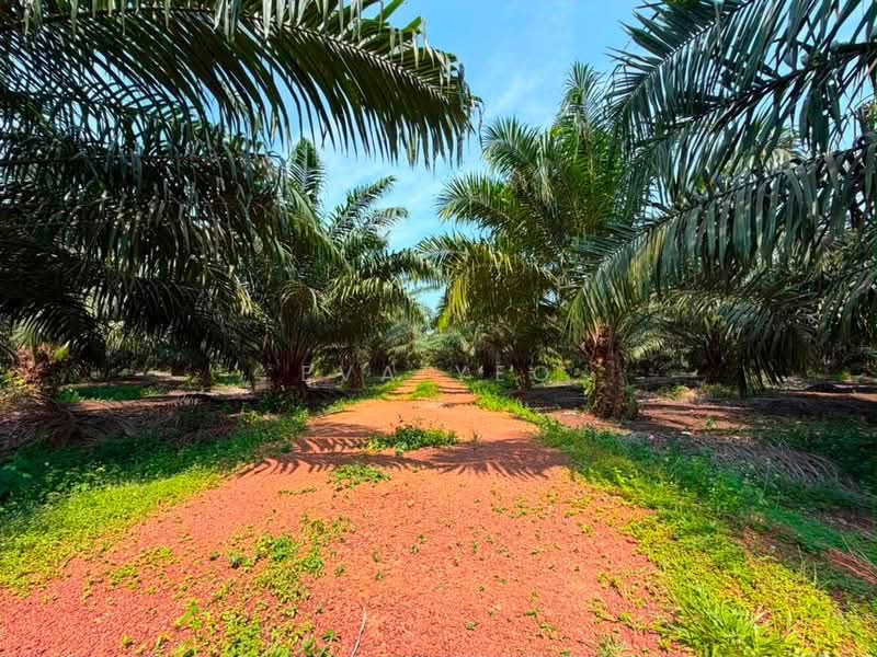 Tanah Pertanian untuk Dijual di Pontian (Johor) - Eva Yeo - Exterior - PropertyGuru.com.my
