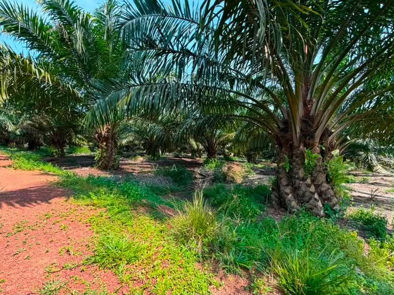 Tanah Pertanian untuk Dijual di Pontian (Johor) - Eva Yeo - Garden - PropertyGuru.com.my