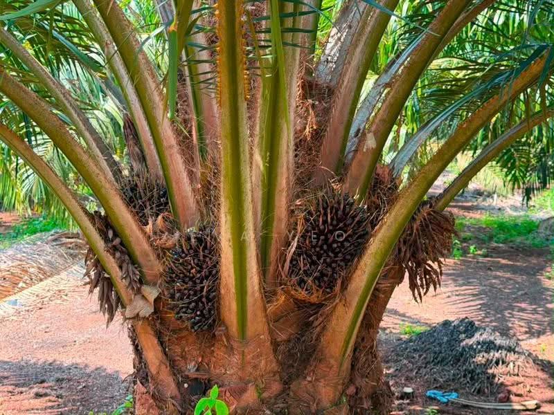 Tanah Pertanian untuk Dijual di Pontian (Johor) - Eva Yeo - PropertyGuru.com.my