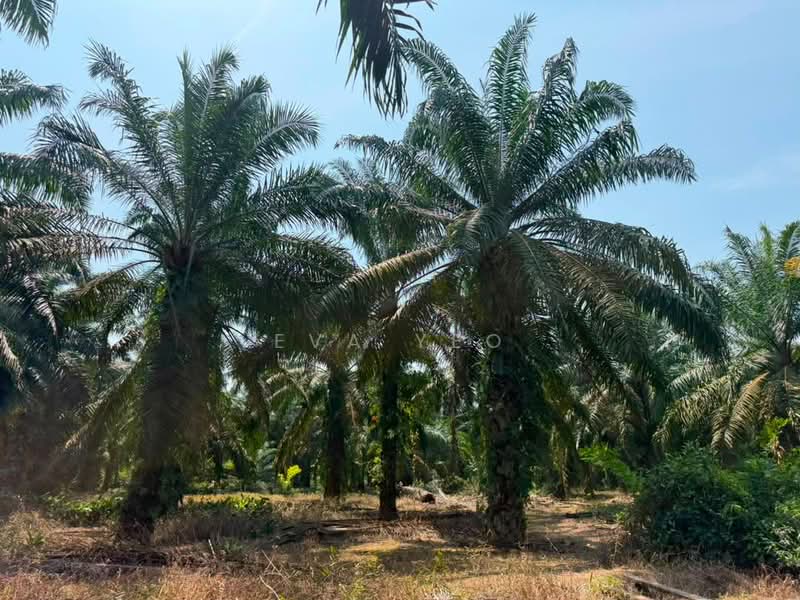 Agricultural Land for Sale in Benut (Johor) - Eva Yeo - Exterior - PropertyGuru.com.my