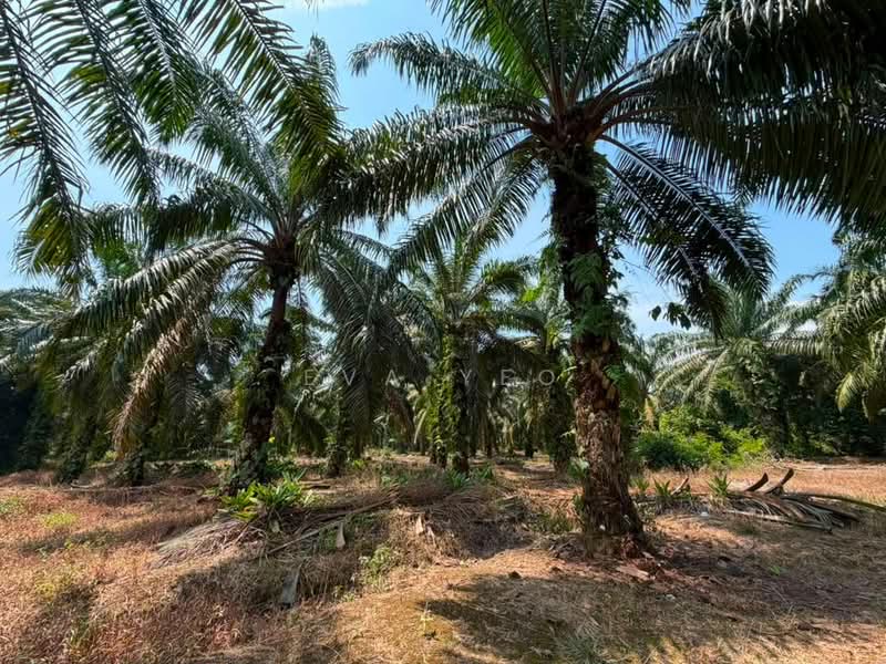Agricultural Land for Sale in Benut (Johor) - Eva Yeo - Exterior - PropertyGuru.com.my