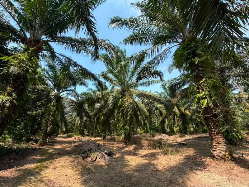 Agricultural Land for Sale in Benut (Johor) - Eva Yeo - Exterior - PropertyGuru.com.my
