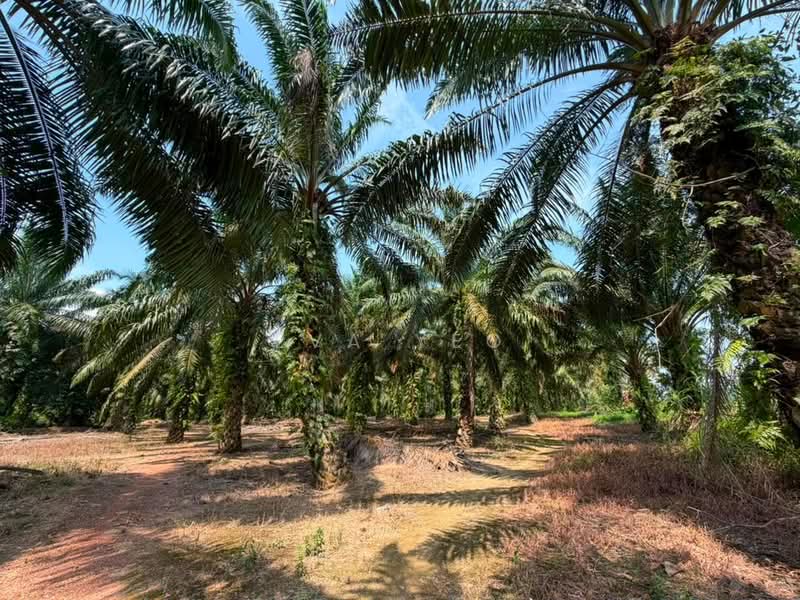 Agricultural Land for Sale in Benut (Johor) - Eva Yeo - Exterior - PropertyGuru.com.my