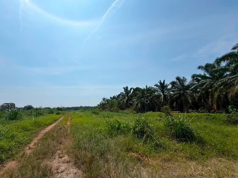 Agricultural Land for Sale in Benut (Johor) - Eva Yeo - Exterior - PropertyGuru.com.my