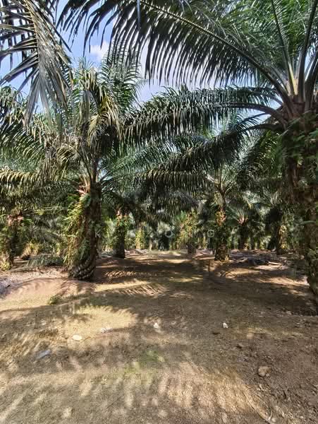Agricultural Land for Sale in Yong Peng (Johor) - K S Ong - Exterior - PropertyGuru.com.my