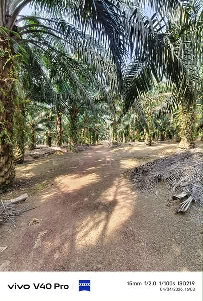 Agricultural Land for Sale in Yong Peng (Johor) - K S Ong - PropertyGuru.com.my
