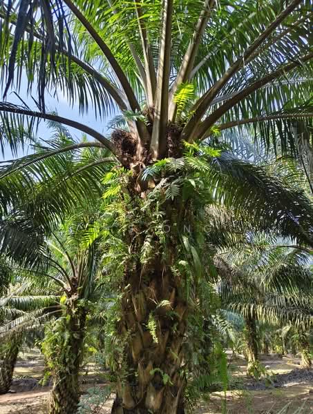 Agricultural Land for Sale in Yong Peng (Johor) - K S Ong - PropertyGuru.com.my
