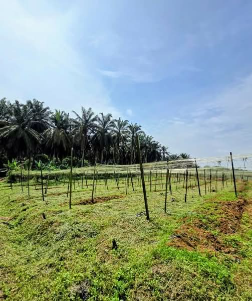 Industrial Land for Sale in Senai (Kulai) - C.T Chong - Exterior - PropertyGuru.com.my