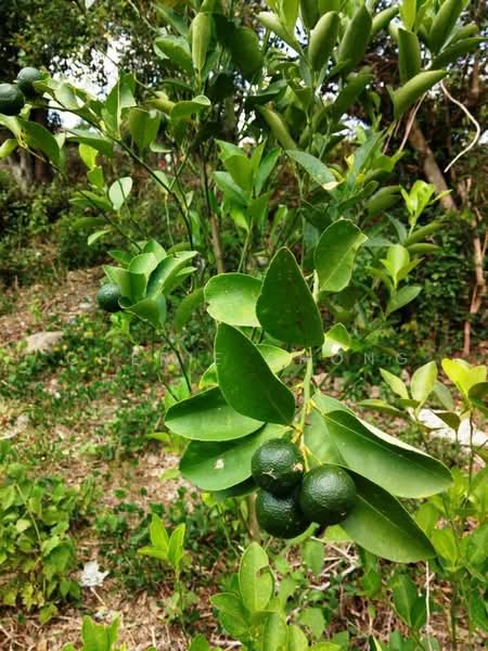 Agricultural Land for Sale in Kuala Kangsar (Perak) - Cherie Chong - PropertyGuru.com.my