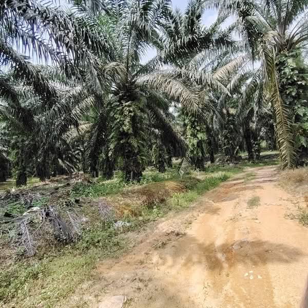 Tanah Pertanian untuk Dijual di Sungai Tiram (Ulu Tiram) - Julie Yew - Exterior - PropertyGuru.com.my