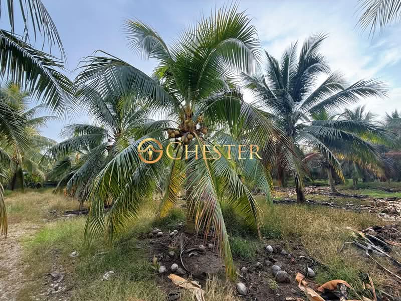 Tanah Pertanian untuk Dijual di Kampung Minyak Beku (Senggarang) - ZG Law - PropertyGuru.com.my
