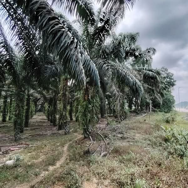 Tanah Pertanian untuk Dijual di Gelang Patah (Johor) - Kelly Wai - Exterior - PropertyGuru.com.my