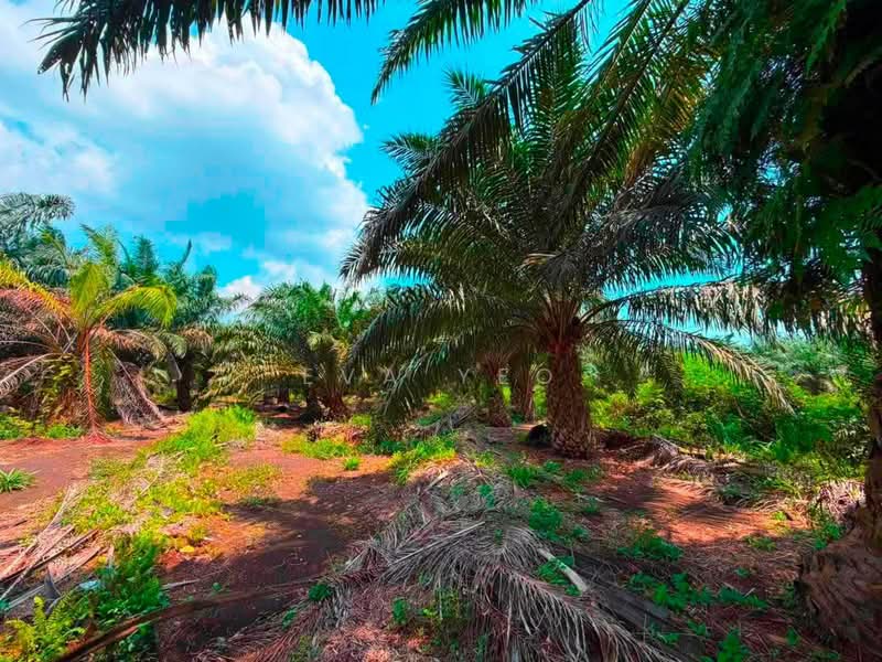 Tanah Pertanian untuk Dijual di Pontian (Johor) - Eva Yeo - Garden - PropertyGuru.com.my