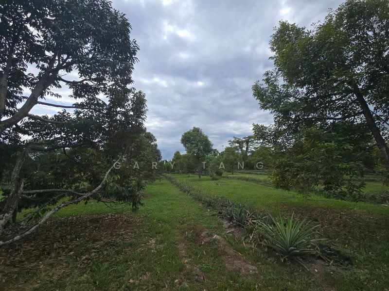 Agricultural Land for Sale in Kuala Kangsar (Perak) - Gary Tang - Garden - PropertyGuru.com.my