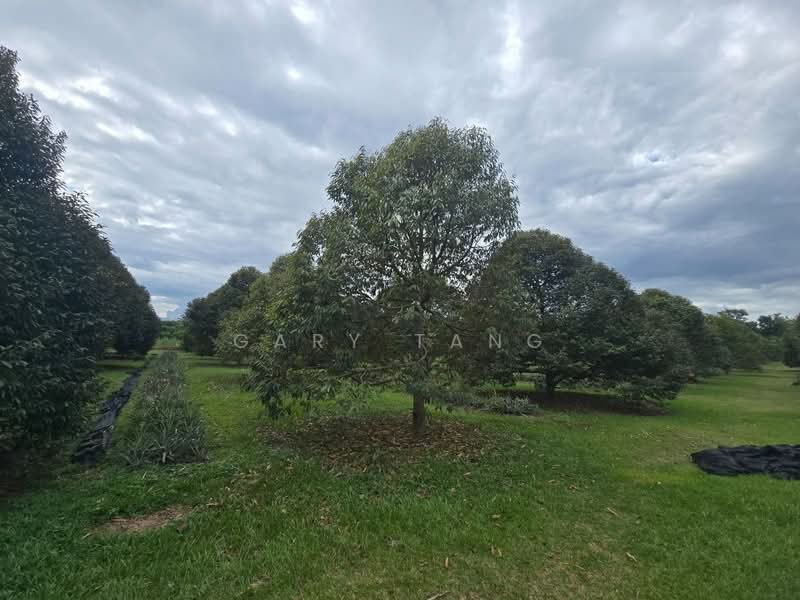 Agricultural Land for Sale in Kuala Kangsar (Perak) - Gary Tang - Garden - PropertyGuru.com.my