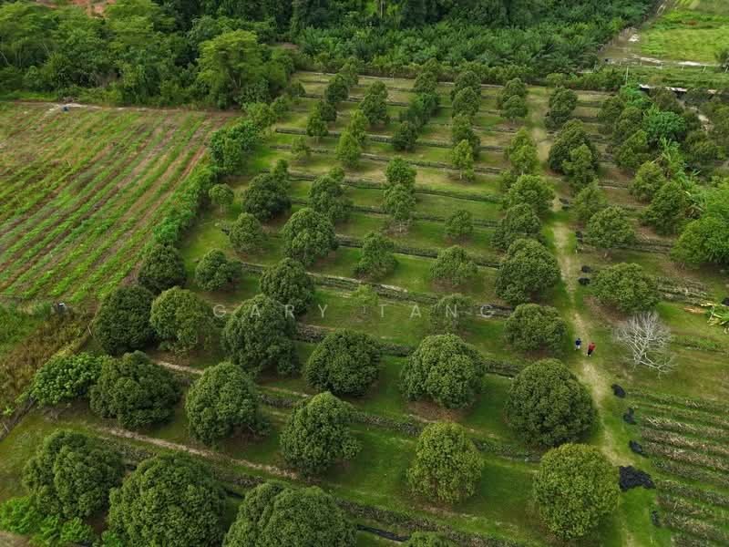Agricultural Land for Sale in Kuala Kangsar (Perak) - Gary Tang - Exterior - PropertyGuru.com.my