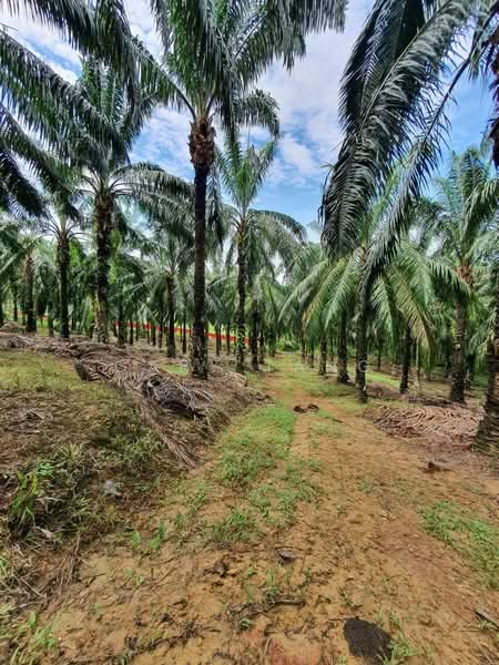 Agricultural Land for Sale in Sungai Siput (Perak) - Gary Tang - Exterior - PropertyGuru.com.my