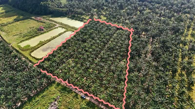 Agricultural Land for Sale in Jalong Tinggi (Ipoh) - Cherie Chong - PropertyGuru.com.my