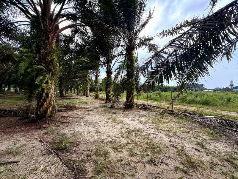 Agricultural Land for Sale in Jalong Tinggi (Ipoh) - Cherie Chong - PropertyGuru.com.my