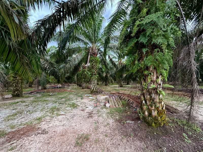 Agricultural Land for Sale in Jalong Tinggi (Ipoh) - Cherie Chong - PropertyGuru.com.my