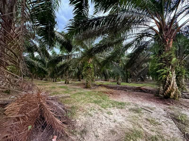 Agricultural Land for Sale in Jalong Tinggi (Ipoh) - Cherie Chong - PropertyGuru.com.my