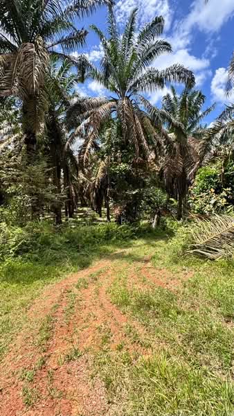 Agricultural Land for Sale in Kluang (Johor) - Victor Lim - Exterior - PropertyGuru.com.my
