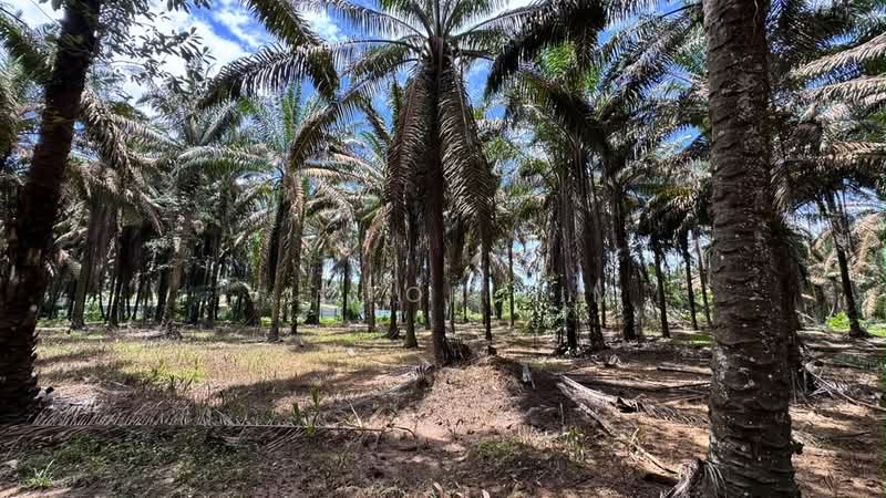 Agricultural Land for Sale in Kluang (Johor) - Victor Lim - Exterior - PropertyGuru.com.my