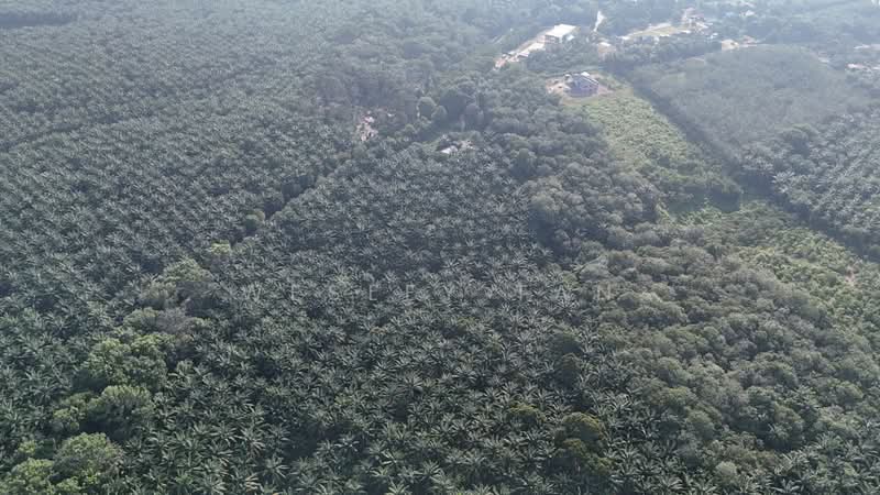 Tanah Pertanian untuk Dijual di Jasin (Melaka) - Wesley Tan - PropertyGuru.com.my