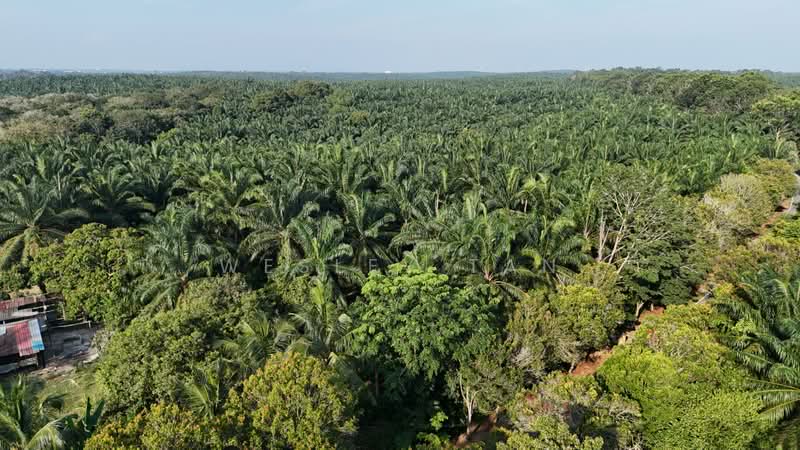 Tanah Pertanian untuk Dijual di Jasin (Melaka) - Wesley Tan - Exterior - PropertyGuru.com.my